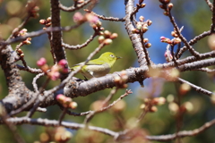 メジロ_新宿御苑