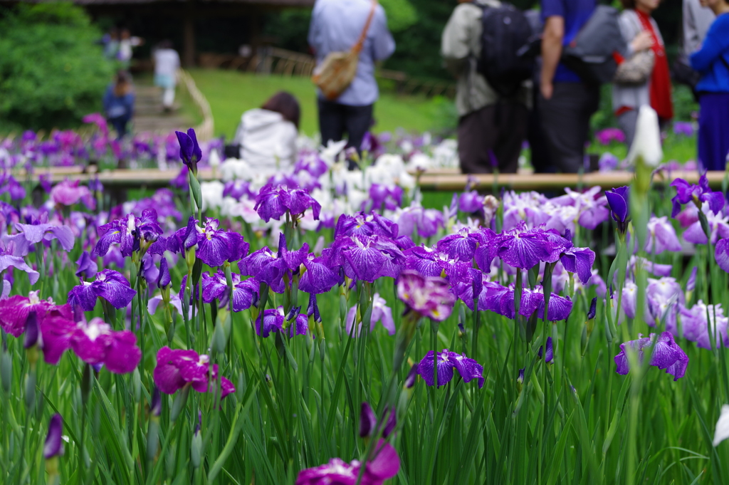 花菖蒲_明治神宮御苑