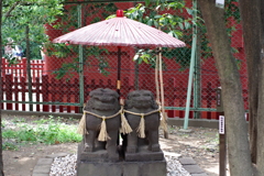 夫婦狛犬_浅草神社