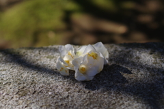 ワビスケ_林芙美子記念館