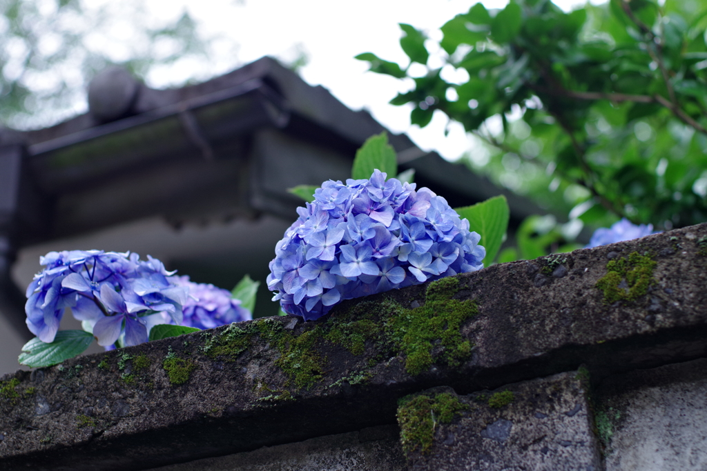 アジサイ_真盛寺