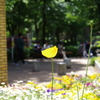 ポピー_新宿中央公園