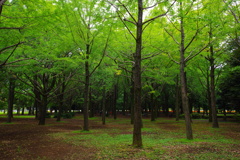 代々木公園