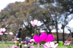 コスモス_代々木公園