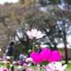 コスモス_代々木公園