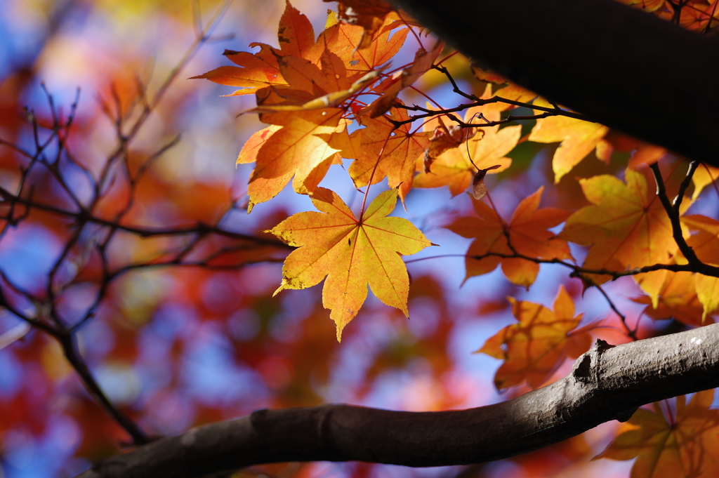 紅葉_昭和記念公園