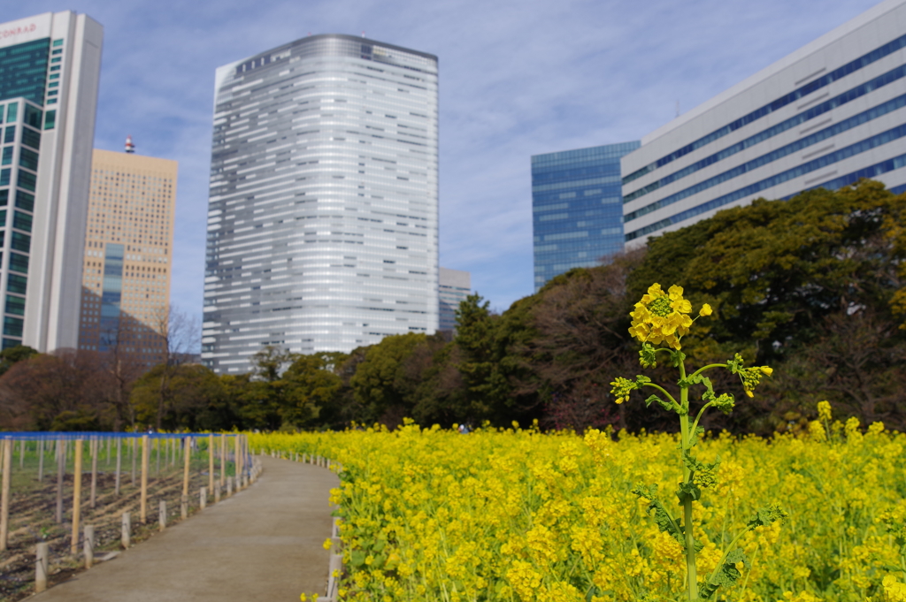菜の花_浜離宮恩賜庭園