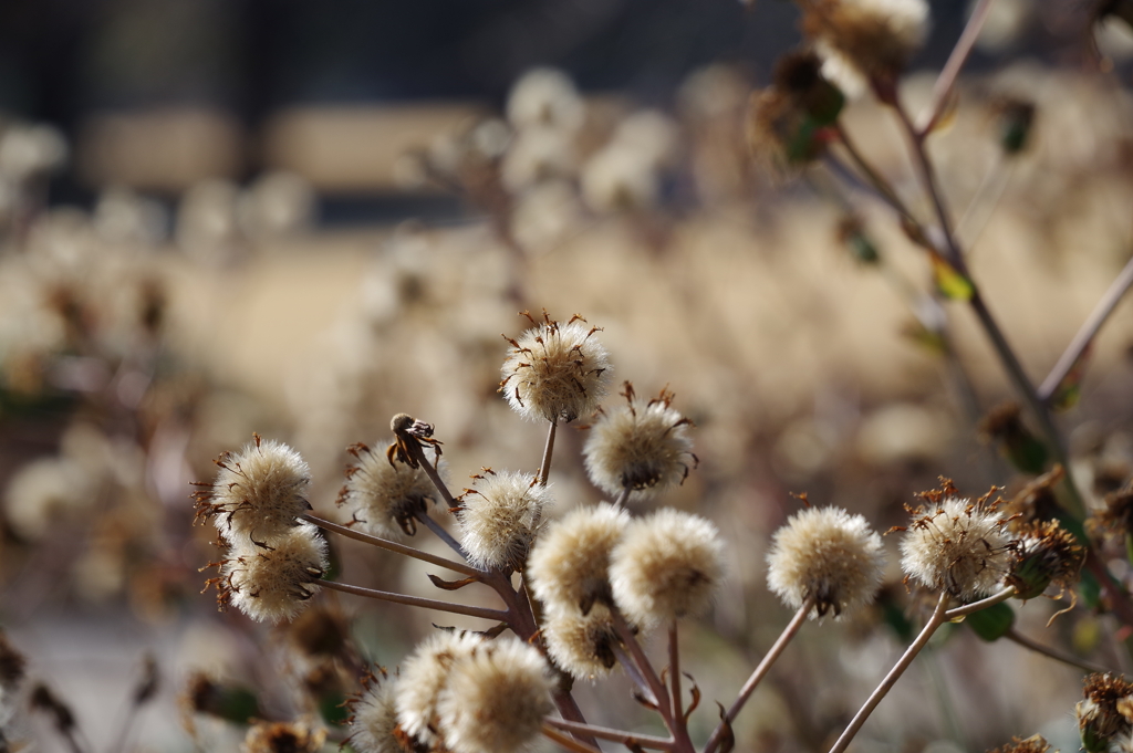 ツワブキ_新宿御苑