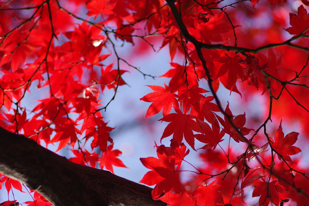 紅葉_蚕糸の森公園