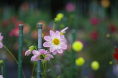 ダリア_神代植物公園