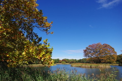 昭和記念公園