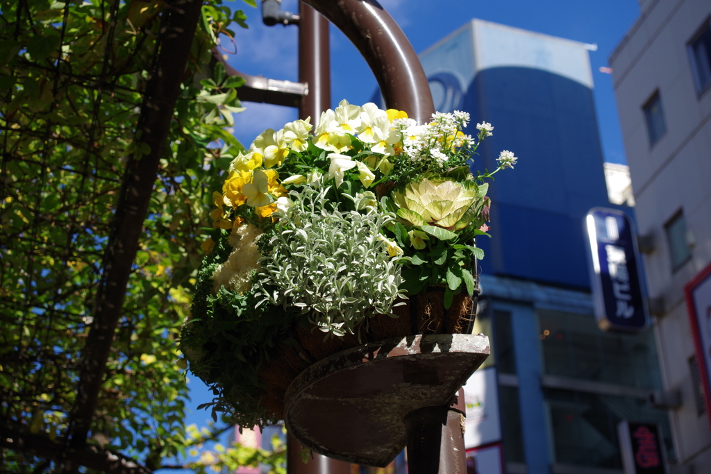 花吊り鉢_新宿区役所前