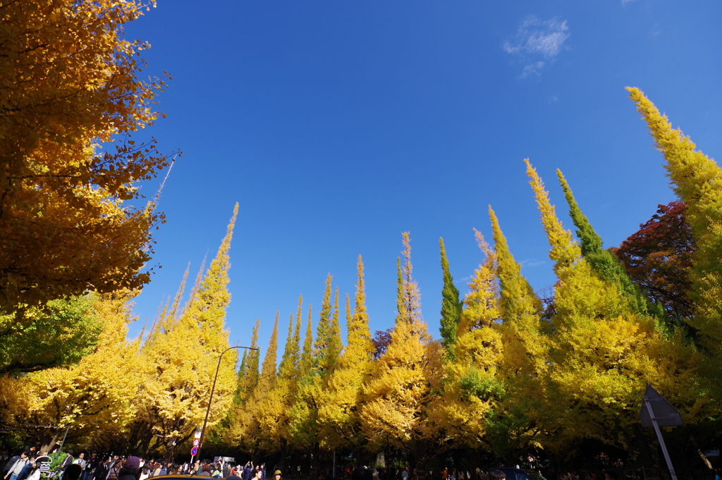 イチョウ並木_明治神宮外苑