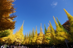 イチョウ並木_明治神宮外苑