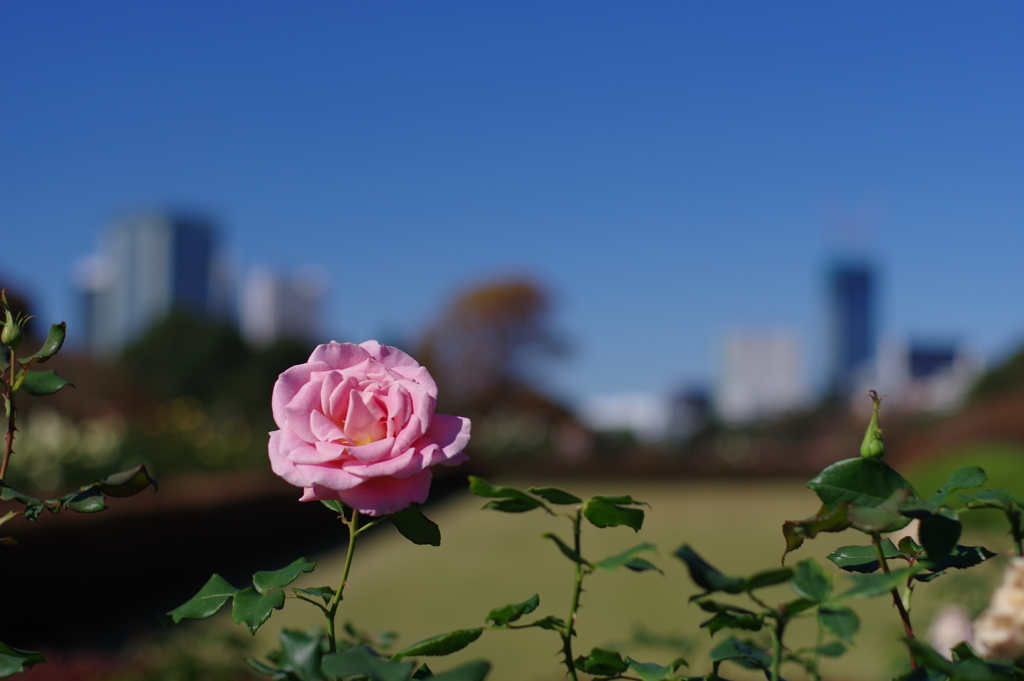 バラ_新宿御苑