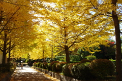 イチョウ並木_木場公園