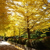 イチョウ並木_木場公園