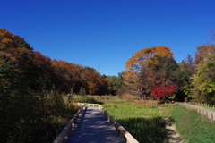 神代植物公園水生植物園