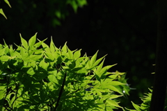 楓_神代植物公園