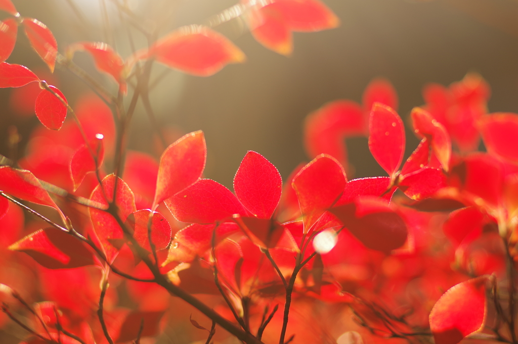ドウダンツツジ_紅葉山公園