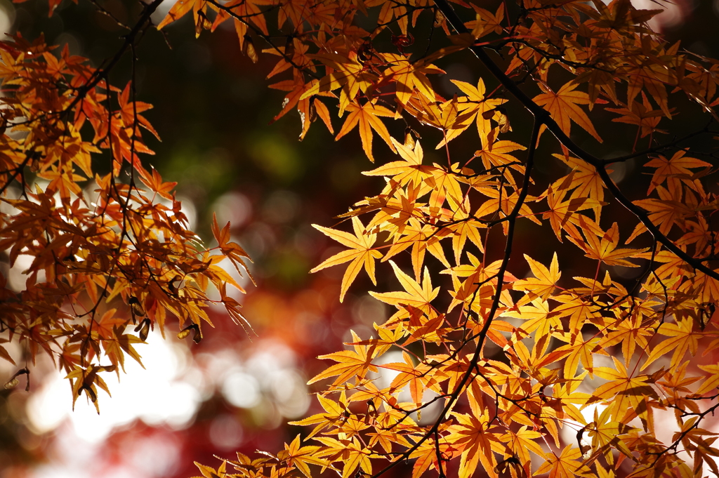 紅葉_紅葉山公園