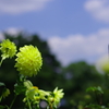 ダリア_昭和記念公園