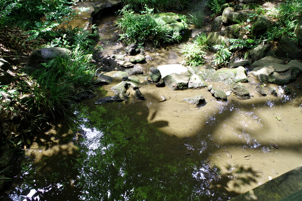 木陰_有栖川記念公園