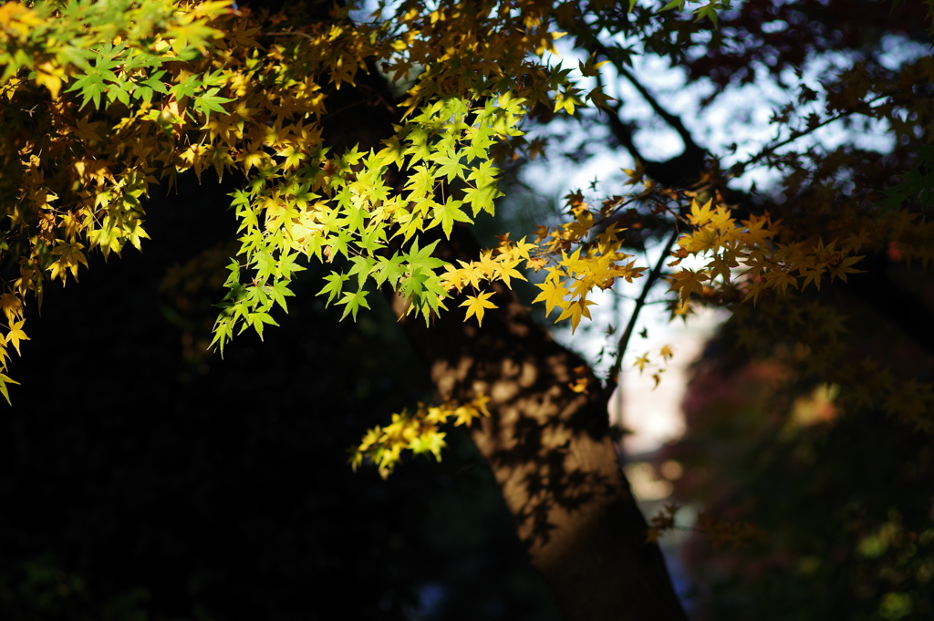 紅葉