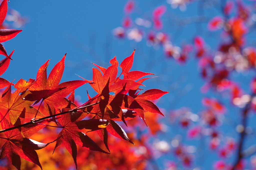 紅葉_昭和記念公園