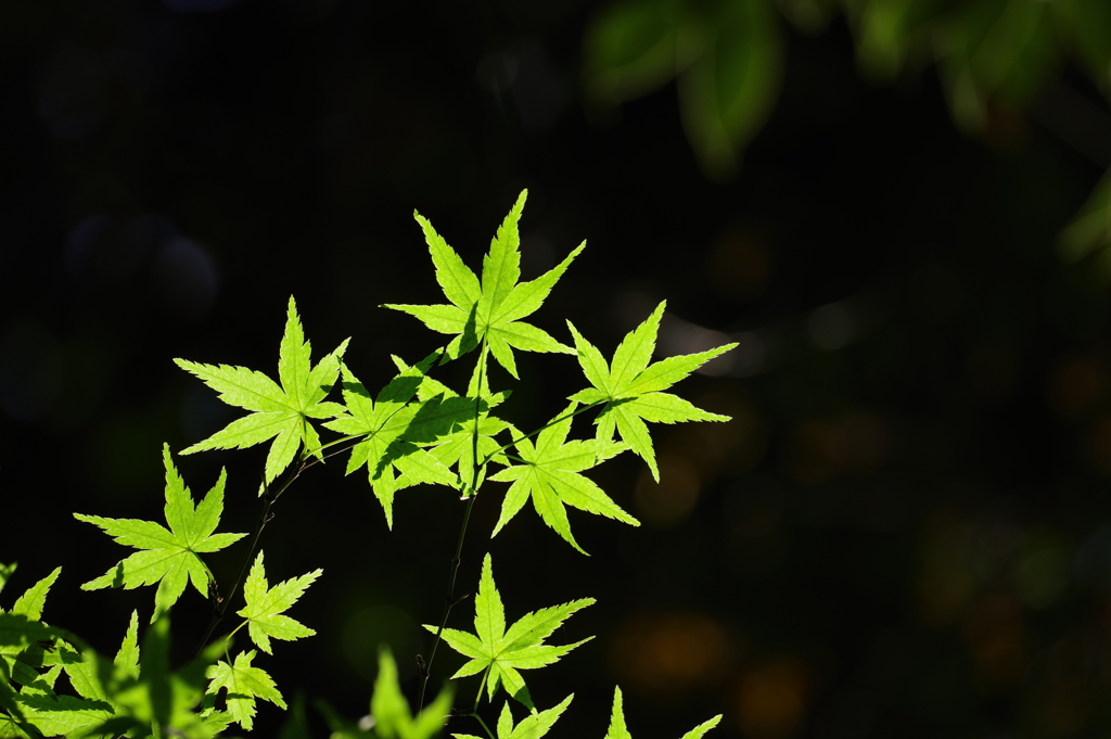 楓_紅葉山公園