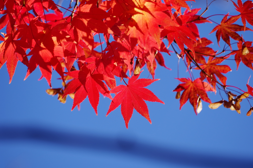 紅葉_紅葉山公園