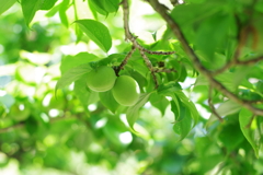 梅_神代植物公園
