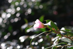 椿_神代植物公園