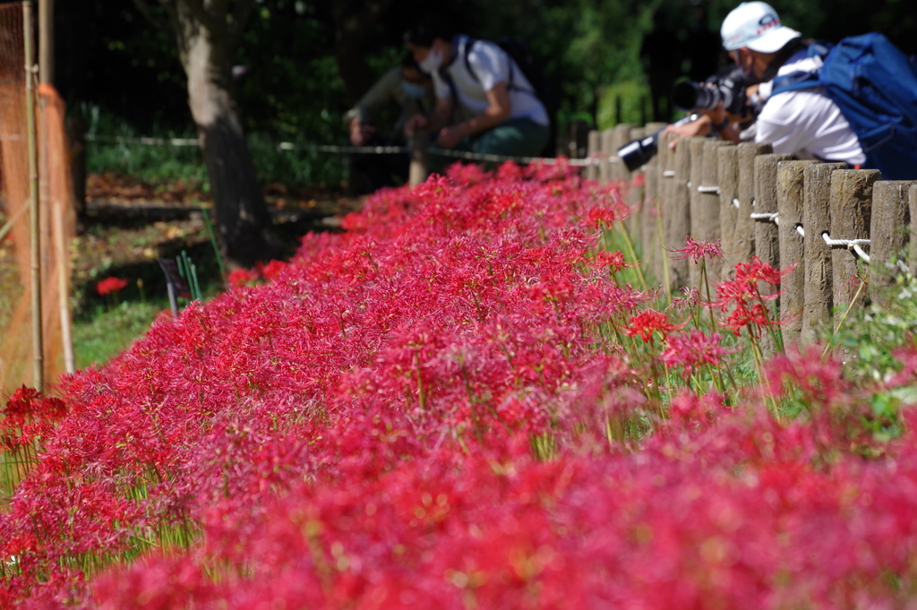 彼岸花_水生植物園_神代植物公園