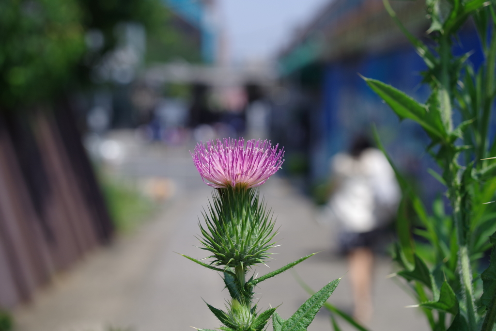 アザミ_中野駅前