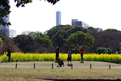 菜の花_浜離宮恩賜公園