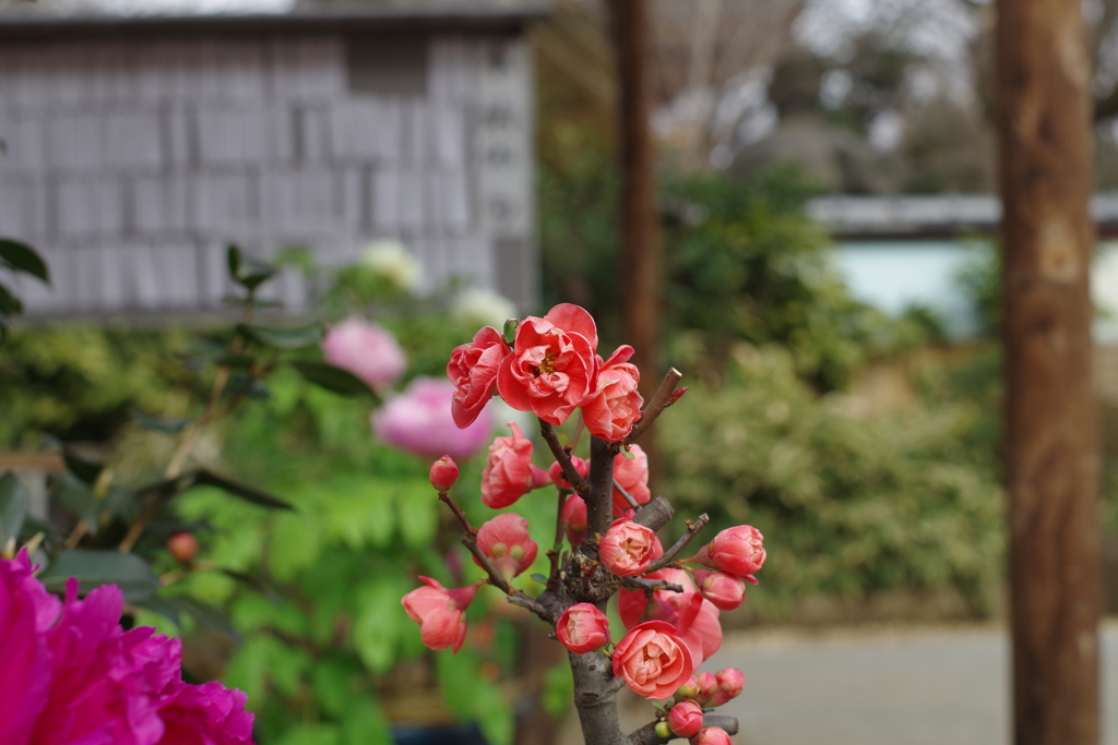 ボケ_上野東照宮ぼたん苑