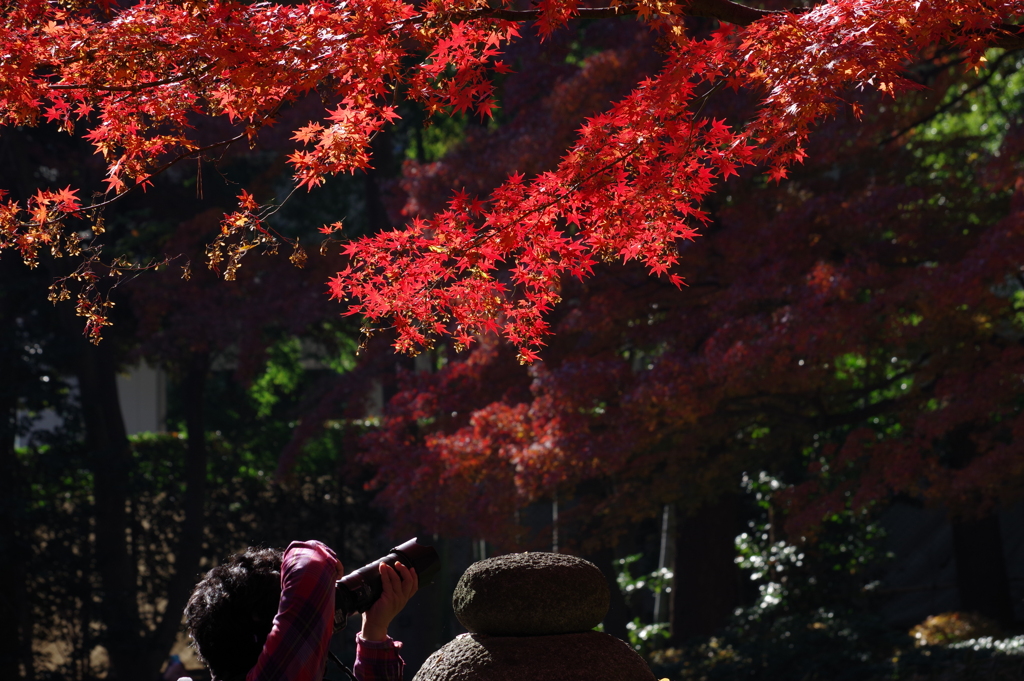 紅葉_大田黒公園