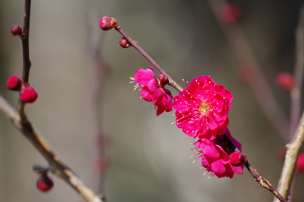 梅_小石川後楽園