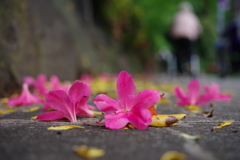 落花_紅葉山公園