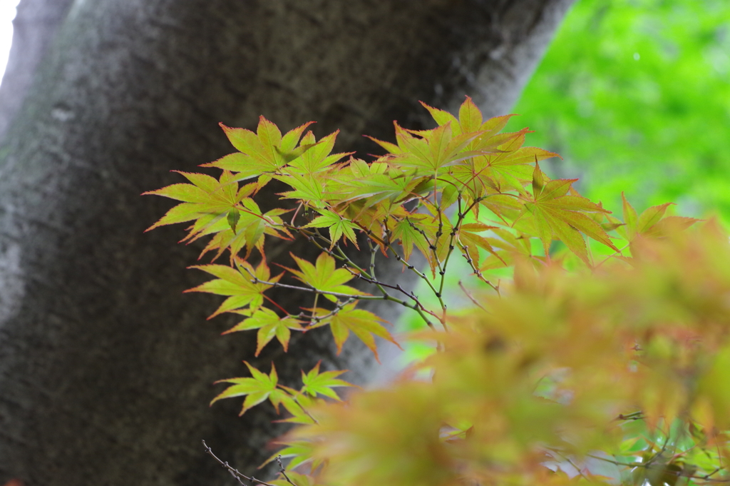 楓_蚕糸の森公園