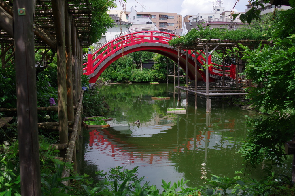 男橋_亀戸天神