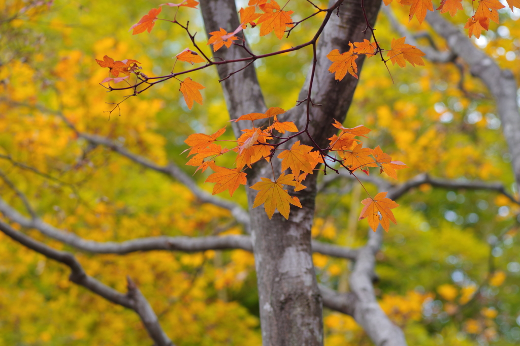 紅葉_昭和記念公園