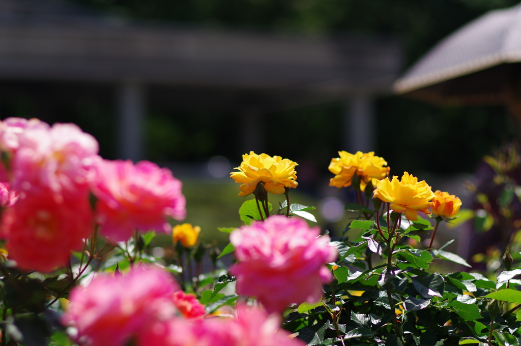 バラ_神代植物公園