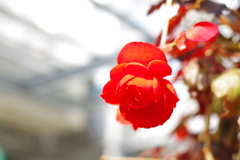 ベゴニア_神代植物公園