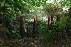 ラクウショウ_小石川植物園