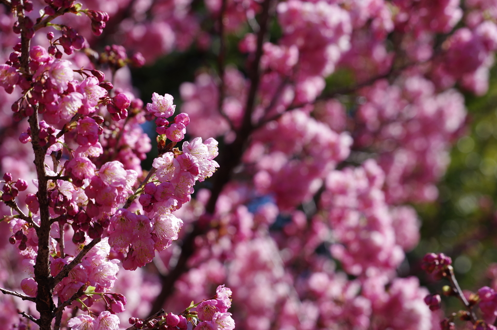 河津桜_新宿御苑