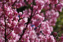 河津桜_新宿御苑