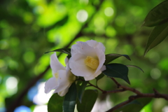 ワビスケ_林芙美子記念館