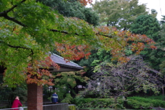 秋雨もみじ_蚕糸の森公園